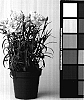 Dianthus%20caryophyllus%20%27CFPC%20Jade%27