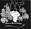 Vitis%20sp.%20%27Arraone%27