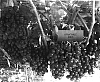 Vitis%20sp.%20%27Arrathree%27