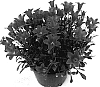 Campanula%20lasiocarpa%20%27PKML01%27