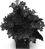 Campanula%20tubulosa%20%27PKMT01%27