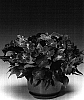 Impatiens%20hawkeri%20%27Inglila%27
