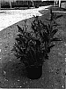 Oenothera%20speciosa%20%27TURNER01%27
