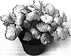 Fittonia%20verschaffeltii%20%27Snow%20Star%27