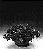Impatiens%20walleriana%20%27Imtrarose%27