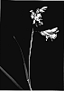 Buchloe%20dactyloides%20%28Nutt%29%20Engelm%20%27MB%27