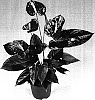 Anthurium%20andreanum%20%27Rijn200310%27