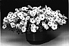 Petunia%20hybrida%20%27Petwiblv%27