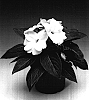 Impatiens%20hawkeri%20%27Ingwhit%27