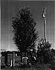 Quercus%20virginiana%20%27K-1%27