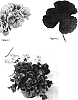 Pelargonium%20x%20hortorum%20%27Lavender%20Dot%27