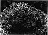 Impatiens%20walleriana%20x%20Impatiens%20pseudoviola%20%27Butly%20Lilla%27