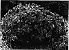 Impatiens%20walleriana%20x%20Impatiens%20pseudoviola%20%27Butly%20Lilla%27