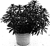 Euphorbia%20x%20martinii%20%27WALEUPHRUD%27