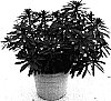 Euphorbia%20x%20martinii%20%27WALEUPHRUD%27