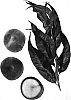 Prunus%20persica%20%27Burpeachtwentytwo%27