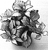 Fittonia%20verschaffeltii%20%27White%20Star%27