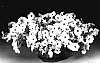 Petunia%20hybrida%20%27Petwiblvgr%27