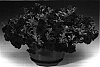 Petunia%20hybrida%20%27Petpur%27