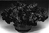 Petunia%20hybrida%20%27Petpur%27