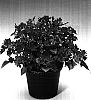 Impatiens%20walleriana%20%27Immichero%27