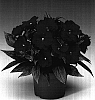 Impatiens%20hawkeri%20%27Ingbviol%27