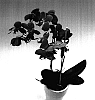 Phalaenopsis%20sp.%20%27Atlantis%27