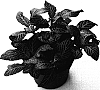 Fittonia%20verschaffeltii%20%27Red%20Angel%27