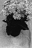 Kalanchoe%20blossfeldiana%20%27Forever%20Midi%20Twilight%27