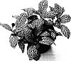 Fittonia%20verschaffeltii%20%27White%20Angel%27