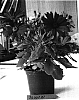 Osteospermum%20ecklonis%20%28DC%29%20T.%20Norl.%20%27Sunny%20Maxima%27