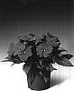 Impatiens%20hawkeri%20%27Ingborg%27