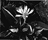 Hosta%20hybrida%20%27Clifford%27s%20Stingray%27