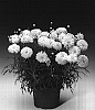 Argyranthemum%20frutescens%20%27Argydupea%27