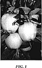 Malus%20Mill.%20%27GRE-1198%27