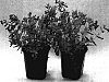 Cuphea%20llavea%20x%20procumbens%20%27FLAMENCO%20TANGO%27