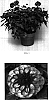 Dahlia%20variabilis%20%27Baldelhon%27
