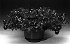 Petunia%20hybrida%20%27Petrowhi%27