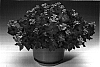 Petunia%20hybrida%20%27Petlavgr%27