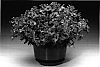 Petunia%20hybrida%20%27Petlavve%27