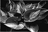 Hosta%20hybrida%20%27Lonesome%20Dove%27
