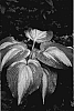 Hosta%20hybrida%20%27Hollywood%20Lights%27