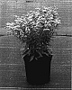Solidago%20hybrida%20%27Dansolitlem%27