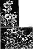 Echinacea%20purpurea%20%27Sparkler%27