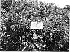 Vaccinium%20ashei%20%27Ochlockonee%27