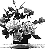 Rosa%20hybrida%20%27WEKosupalz%27