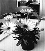 Osteospermum%20ecklonis%20%28DC%29%20T.%20Norl.%20%27Sunny%20Florence%27