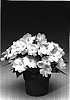 Impatiens%20hawkeri%20%27Ingbwit%27