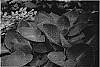Hosta%20hybrida%20%27Prairie%20Sky%27