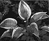 Hosta%20hybrida%20%27Mourning%20Dove%27
